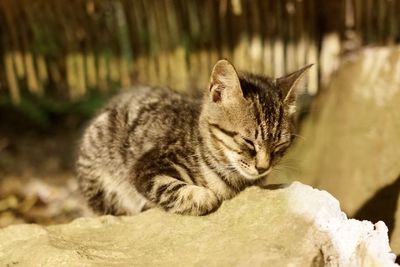 Close-up of a cat looking away