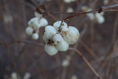 Close-up of cherry blossoms in spring