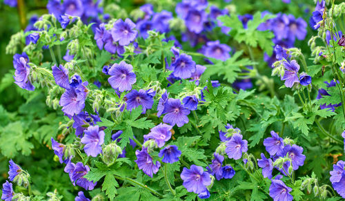 Close-up of purple flowering plants