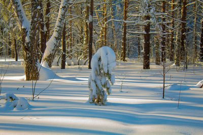 Trees on snow covered field in forest