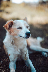 Close-up of dog looking away