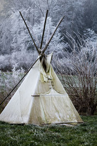 Umbrella on tree