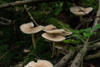 Close-up of mushrooms growing on field