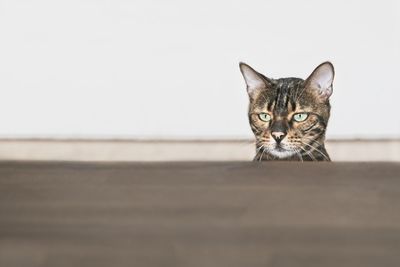 Close-up portrait of a cat