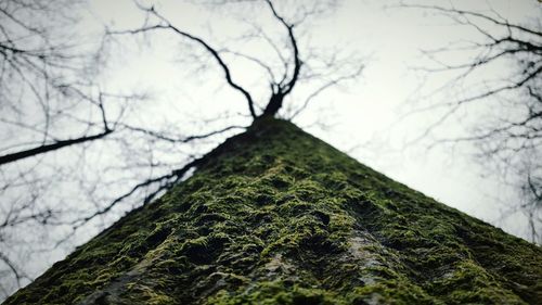 Low angle view of bare trees against sky