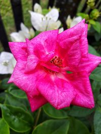 Close-up of pink hibiscus blooming outdoors