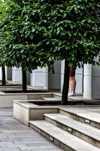 Potted plant on footpath against building