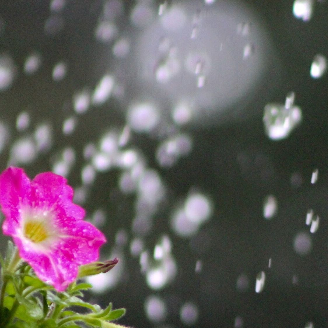 flower, fragility, freshness, petal, growth, focus on foreground, beauty in nature, blooming, close-up, plant, flower head, nature, pink color, purple, in bloom, selective focus, park - man made space, outdoors, day, no people