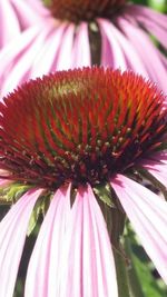 Close-up of pink flower