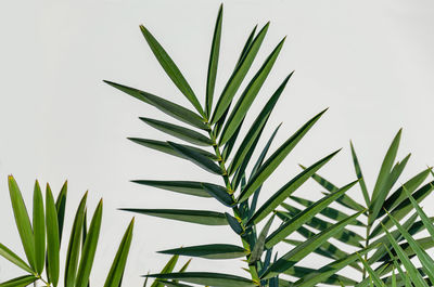 Close-up of palm tree against white background