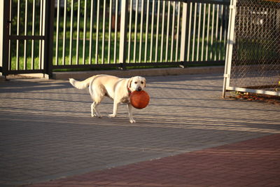 Dog standing in cage