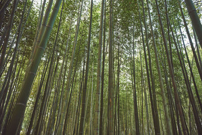 Low angle view of bamboo trees in forest