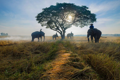 View of horse on field against sky