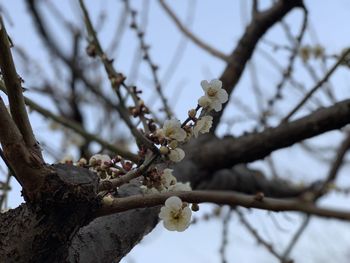 Low angle view of cherry blossoms in spring