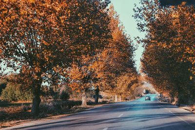 Empty road along trees during autumn