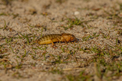 Close-up of insect on land