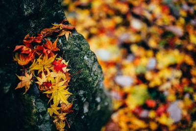 Close-up of yellow maple leaf during autumn