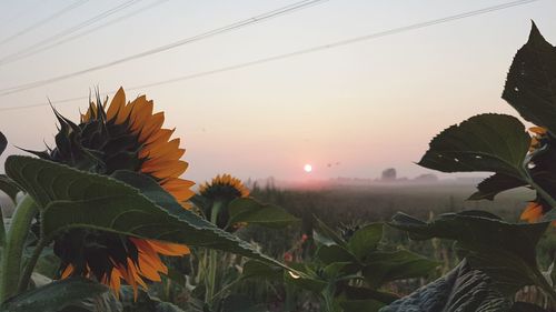 Close-up of plants growing on field against clear sky during sunset