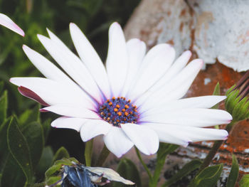 Close-up of white flower blooming outdoors