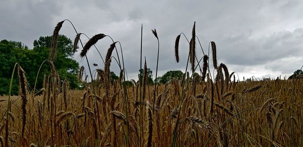 Close-up of stalks in field against sky