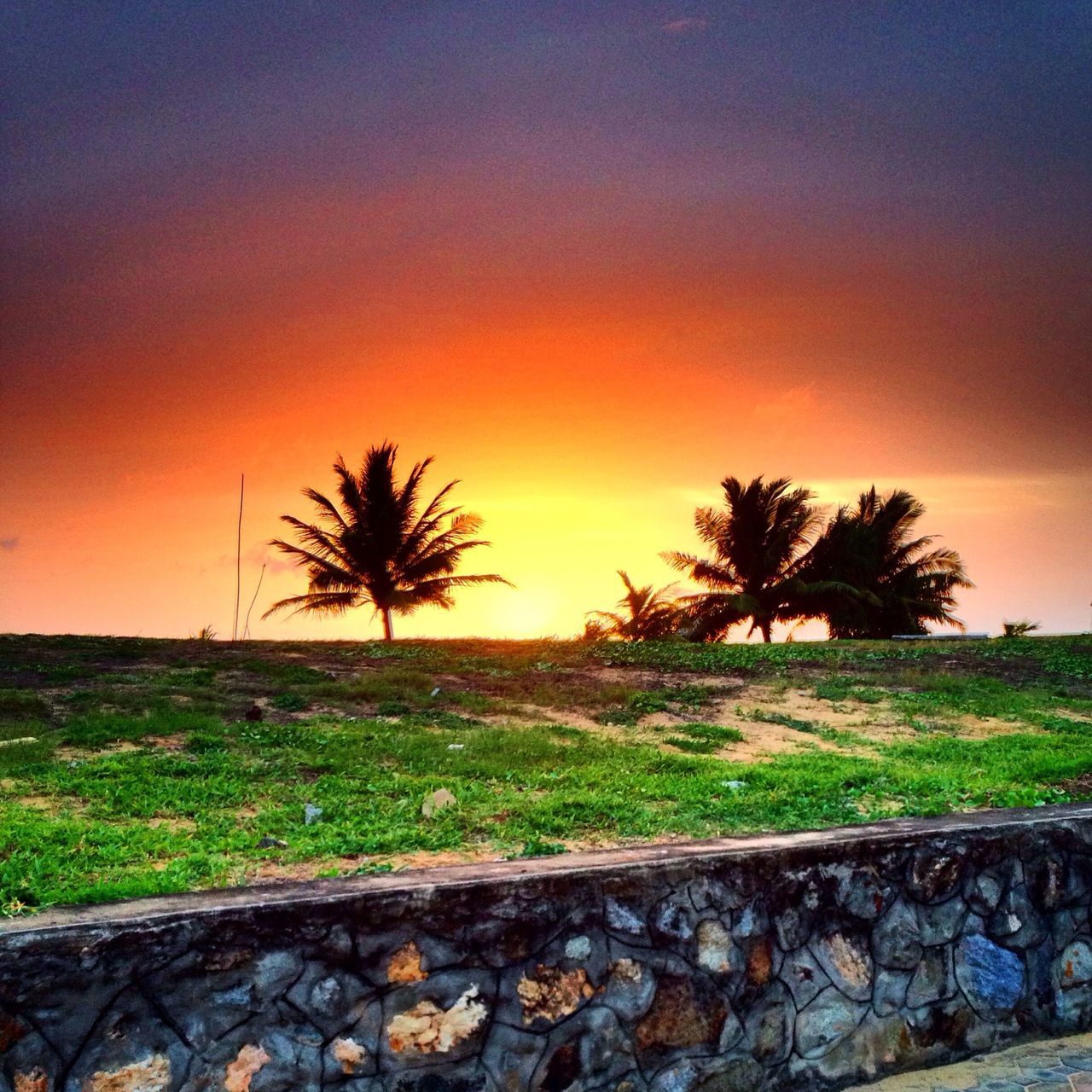 sunset, landscape, field, tranquil scene, tranquility, grass, scenics, sky, beauty in nature, tree, nature, palm tree, growth, orange color, silhouette, idyllic, solitude, rural scene, no people, non-urban scene