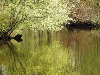 Scenic view of lake in forest