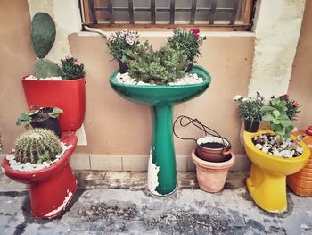 Toilet bowls and washbasin used for planting plants