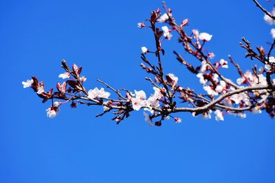 Low angle view of cherry blossom against blue sky