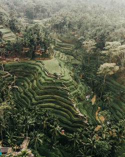 Aerial view of paddy field