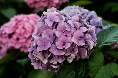 Close-up of pink hydrangea flowers