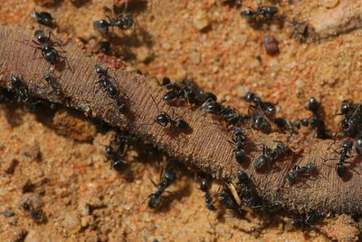 High angle view of ants feeding on dead earthworm