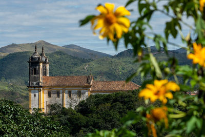 Yellow flowering plants by building against sky