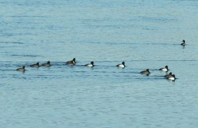 Ducks swimming in lake