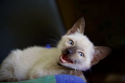 Close-up of kitten looking away