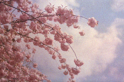Low angle view of pink blossoms against sky