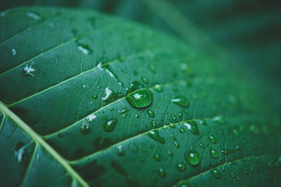 Close-up of raindrops on green leaves