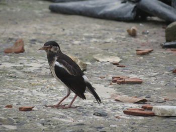 Bird perching on a land