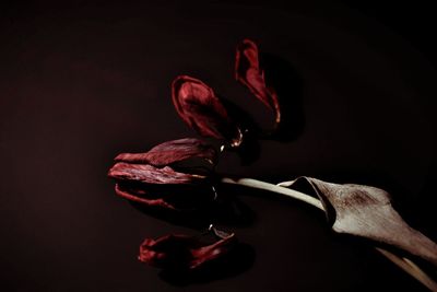 Close-up of flower over black background