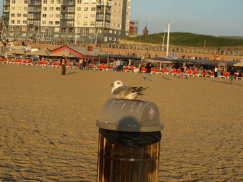 Close-up of birds on beach