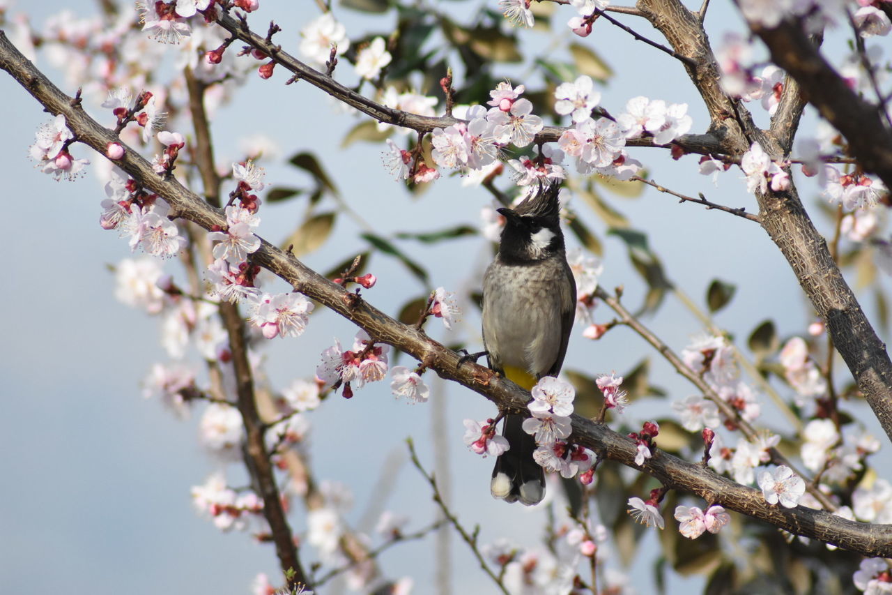 CHERRY BLOSSOMS ON TREE