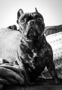 Portrait of dog sitting