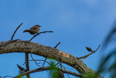 Low angle view of bird perching on branch against blue sky