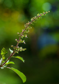 Close-up of plant