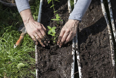 High angle view of hand holding plants