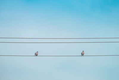 Low angle view of birds perching on cable