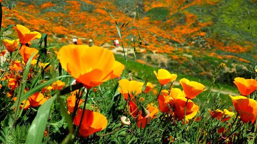 Close-up of yellow flowering plants on field