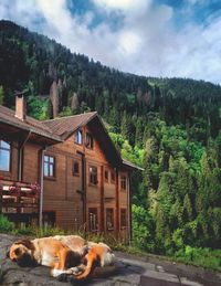 View of a dog against trees