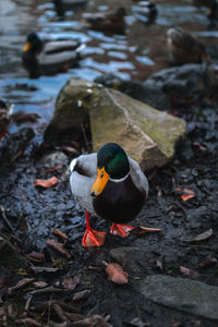 High angle view of duck in lake