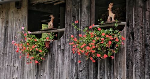 Close-up of red flowers on wooden wall