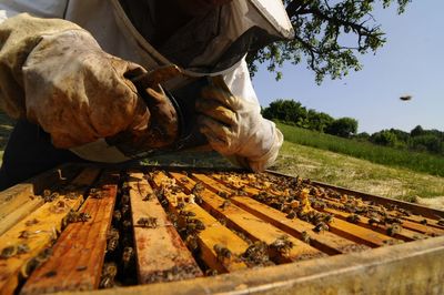 Beekeeper at work at the beehive, beekeeping and honey production